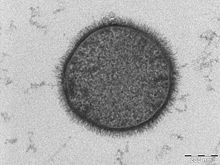 220px-Bacillus_subtilis